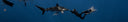 Exploring Underwater Wildlife Tours With Responsible Operators