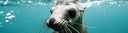 Freediving With Atlantic Grey Seals At Lundy Island