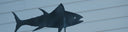 The Critical Role Of Great White Sharks In Marine Ecosystems