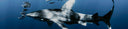 Understanding The Oceanic Whitetip Shark