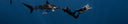 5 Tips For Freediving In Unexplored Waters