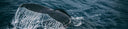 The World Of Sperm Whales