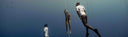 Behind The Scenes At Vertical Blue Freediving Competition