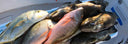 Spearfishing Key West In Less Than 5m Of Water
