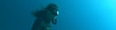 Freediving Indonesia And Philippines In One Day