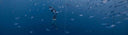 Alchemy Welcomes Freediver And Content Creator Israel Gil