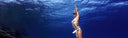 Linda Paganelli Featured In The Latest Podcast Of Freedive Cafe