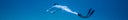 What Does Freediving Narcosis Feel Like