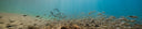 The Complete Guide To Freediving And Training In Utila