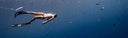Unboxing Alchemy V330 Carbon Freediving Fins