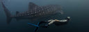 Freediving Bali