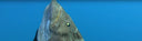 Spearfishing Groupers With Key West Waterman At The Gulf Of Mexico