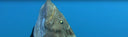 Key West Waterman Spearfishing Groupers In Crystal Clear Waters