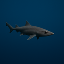 The Troubling Return Of Shark Fishing In The Maldives