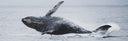 No More Whale Expeditions For Kori Garza