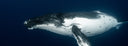 Freediving With Humpback Whales In Moorea