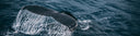 Roots of Icelandic Whaling