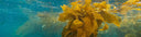 Kelp Forests - An Underwater Ecosystem With Untapped Potential To Tackle Climate Change