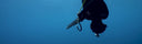Spearfishing Dog Tooth Tuna At Latham Island