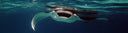 How To Freedive With Manta Rays