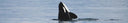 Freediving The Arctic Fjords With Orcas