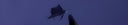Who Is The Fastest Swimmer In The Ocean