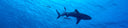 5 Things To Avoid When Freediving With Sharks