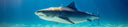 Are Sharks Dangerous For Spearfishermen
