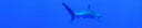 What To Do If A Shark Approaches You