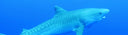 Alchemy Freediver And Creator Andre Musgrove Featured On Shark Week