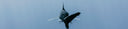 What To Avoid When Freediving In Shark Waters