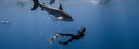 I Was Attacked By A Shark While Freediving And Survived