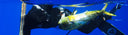 Spearfishing Hawaii And Greece