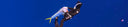 The Importance Of Using A Float In Spearfishing