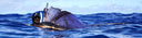 Spearfishing Sailfish In Marianna Islands