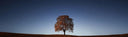 Reforest The World