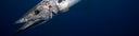 Spearfishing Wahoo In Hawaii