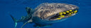 Freediving With Whale Sharks