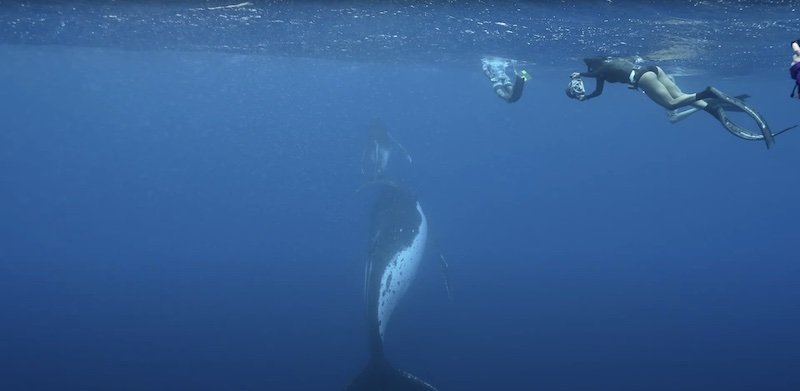 freediving_with_humpback_whales
