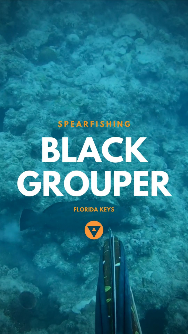 a speargun underwater pointing at a black grouper