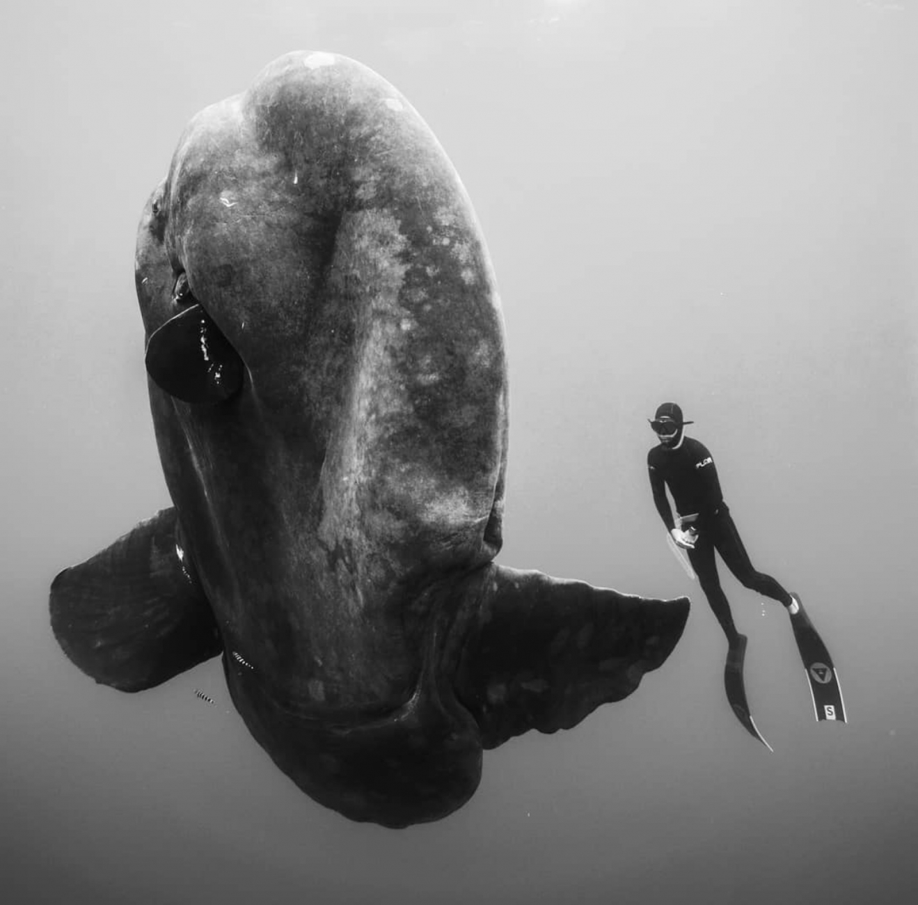 The 7 Best Freediving And Spearfishing Photos For This Week