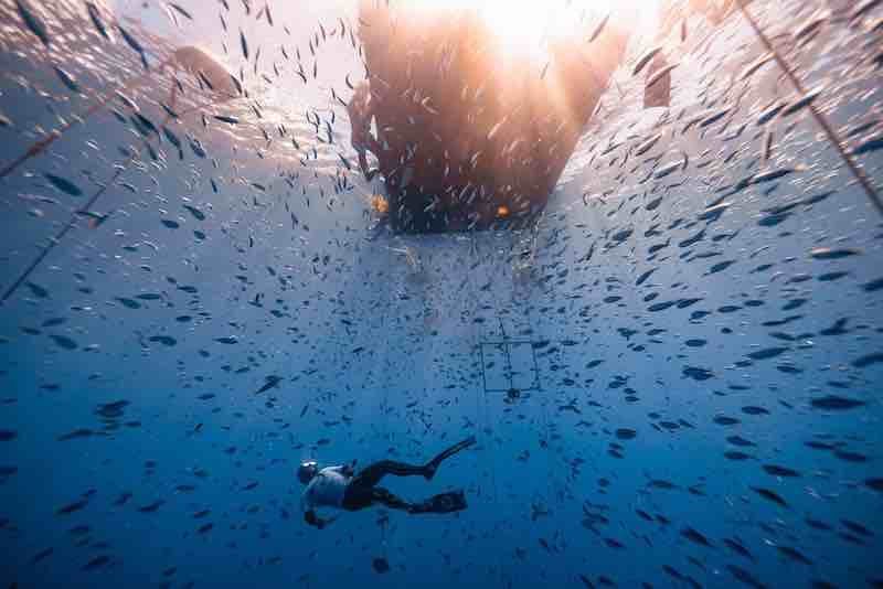 carbon_freediving_fins