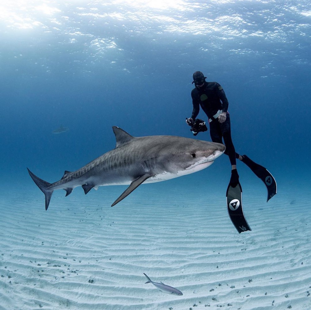 freediving with sharks using alchemy v330 carbon fins