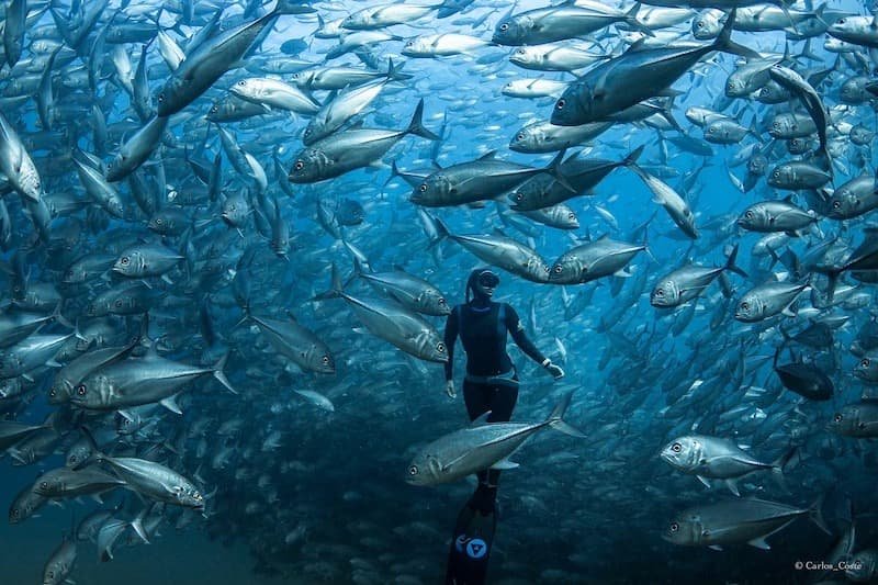 freediver around fish