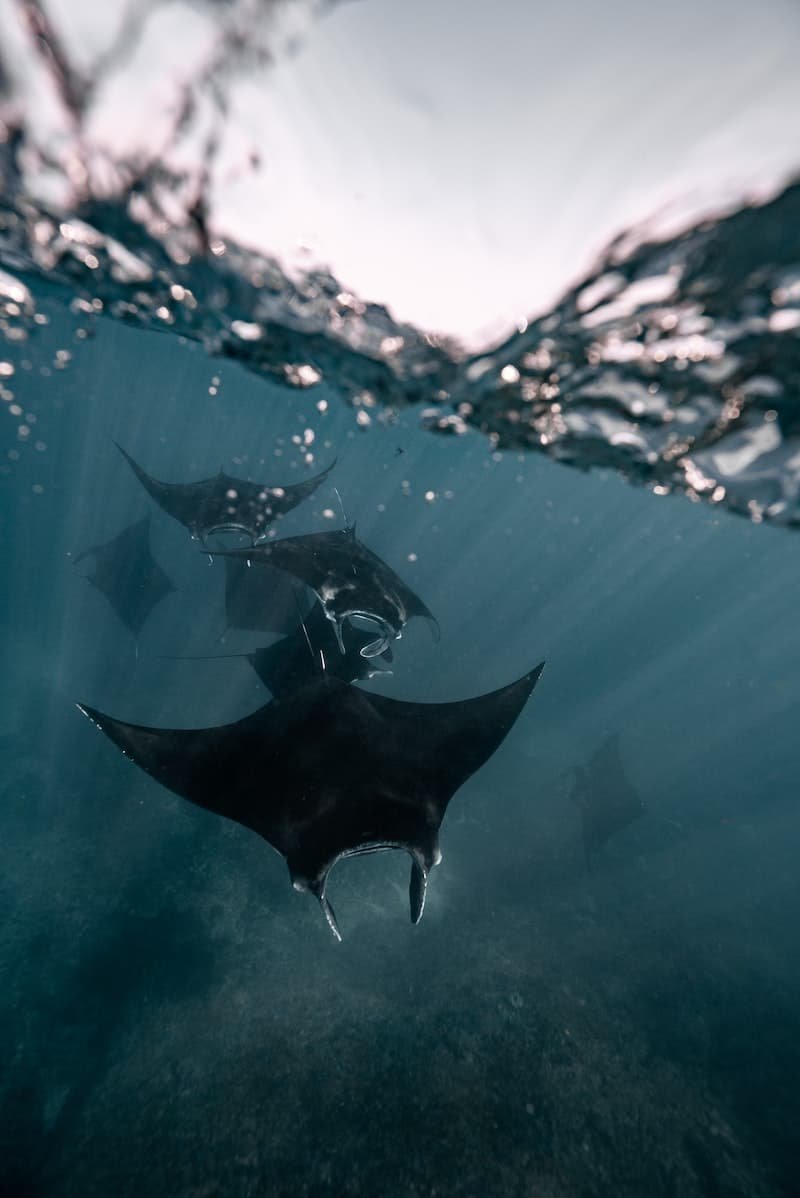 rays underwater