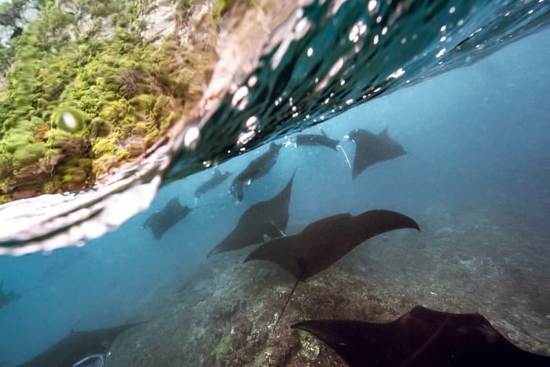 mobula rays