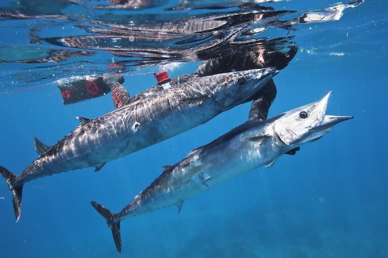 wahoo in hawaii