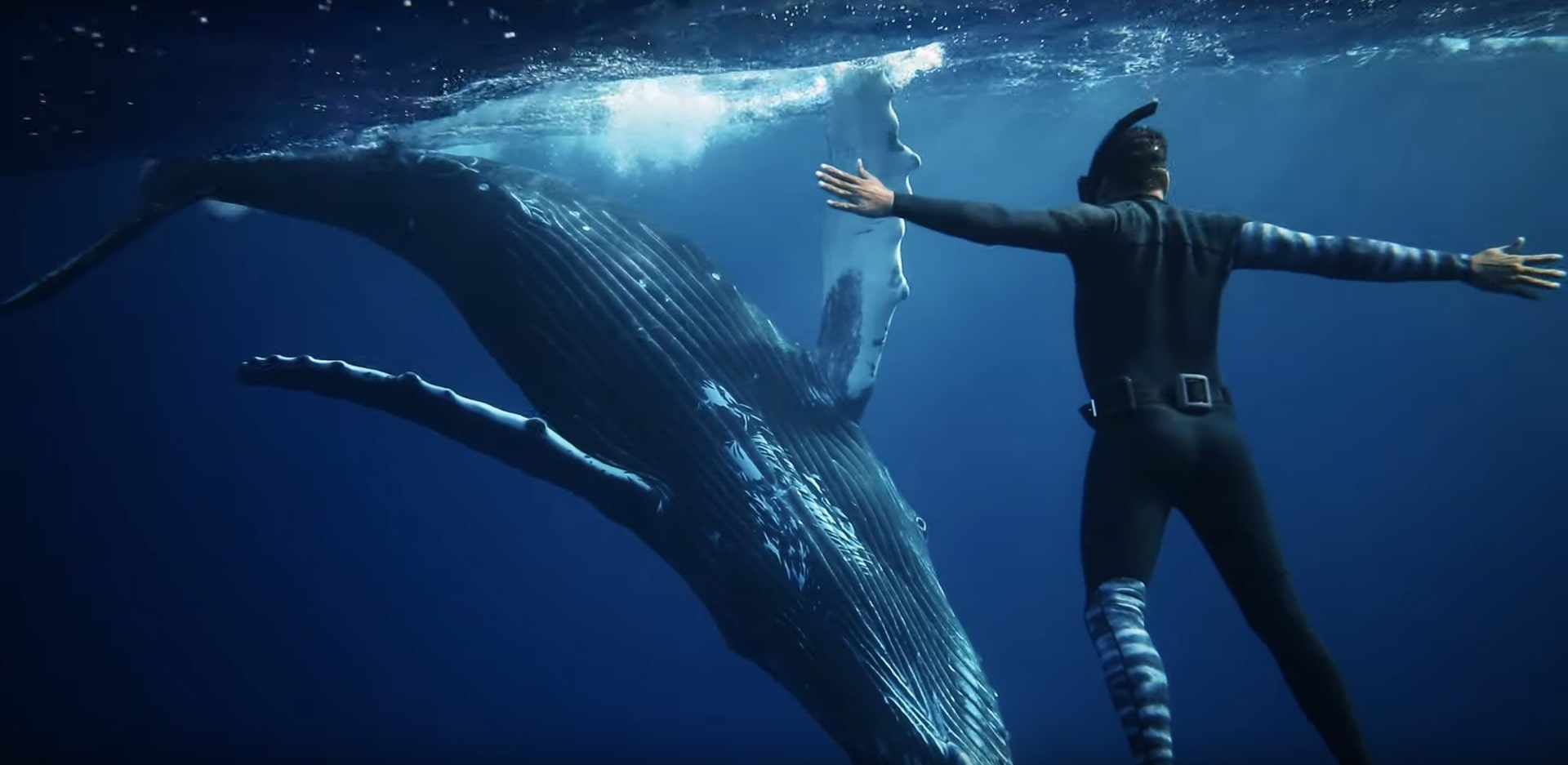 man freediving with a whale