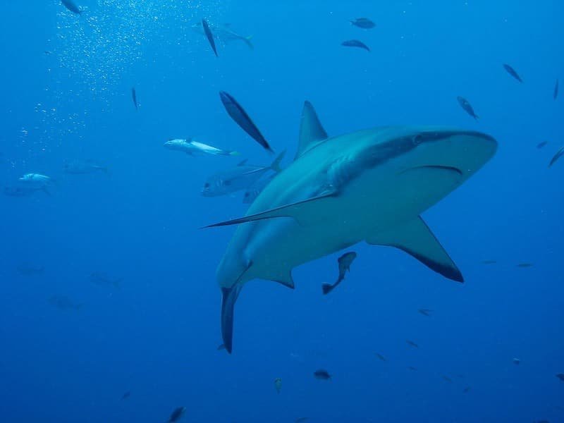 roatan_shark_underwater