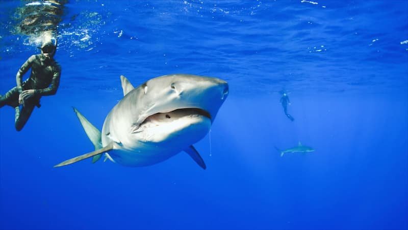 shark_diving_in_hawaii-